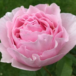 THE ENCHANTRESS (hybrid tea)